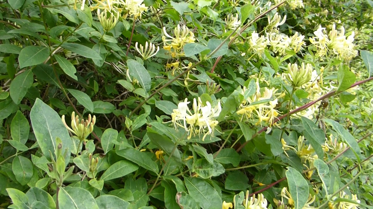 honeysuckle