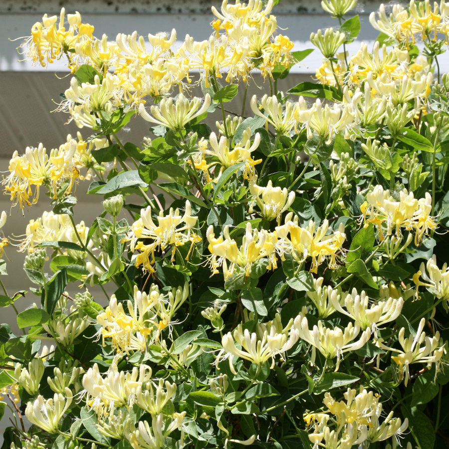 honeysuckle2
