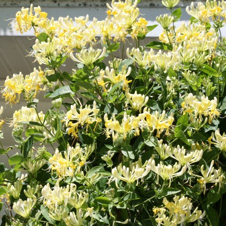 honeysuckle2