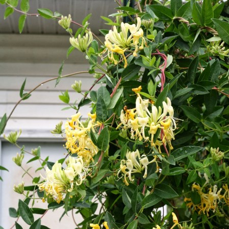 honeysuckle3