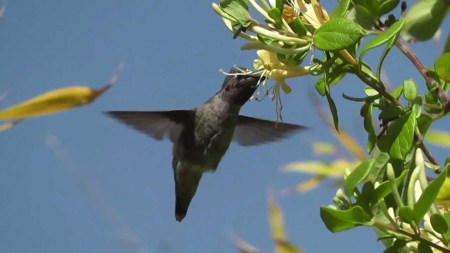 honeysucklehummer