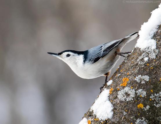 nuthatch3