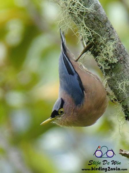 nuthatch7