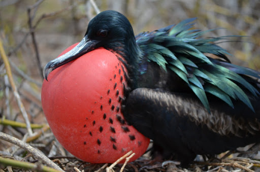 Male-Frigate-Bird-Sac-Expanded(2)