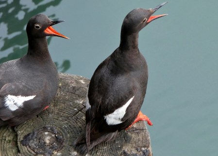 Pigeon-Guillemots