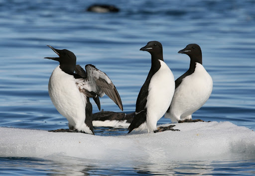 Thick-Billed-Murre(2)