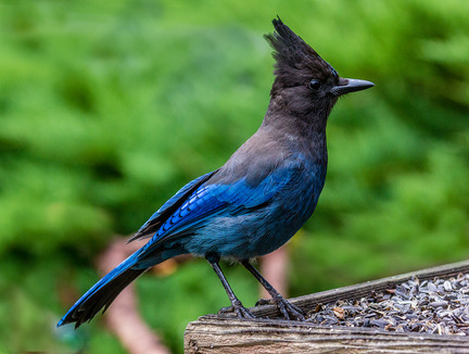 Birdland03