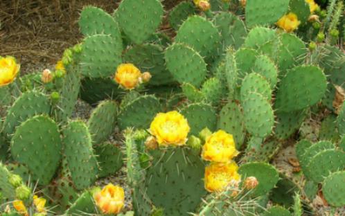 Lifezonesupsonoran02
