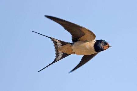 Swallow01
