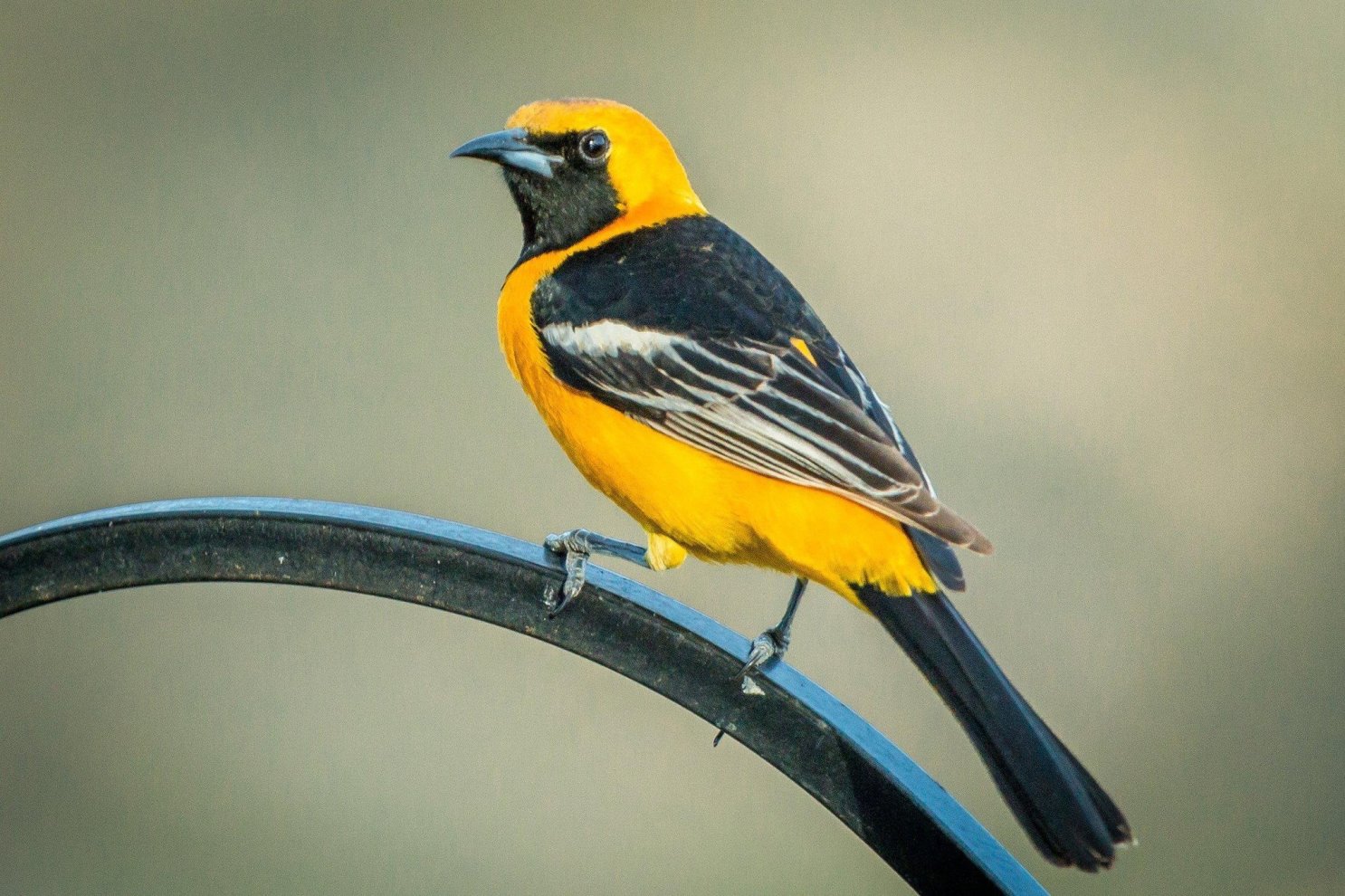 oriole