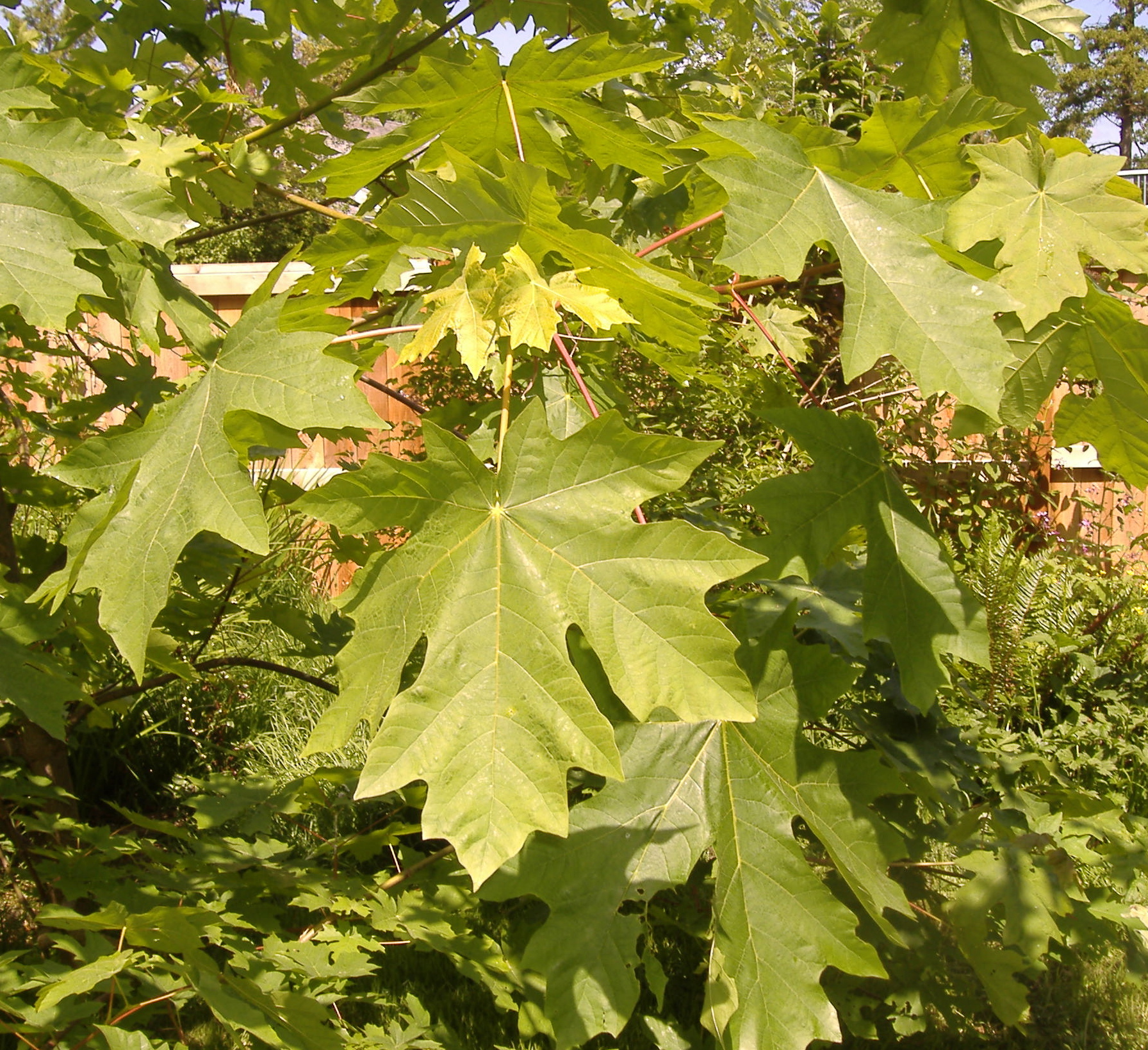 https://upload.wikimedia.org/wikipedia/commons/6/65/Acer_macrophyllum_1199.jpg