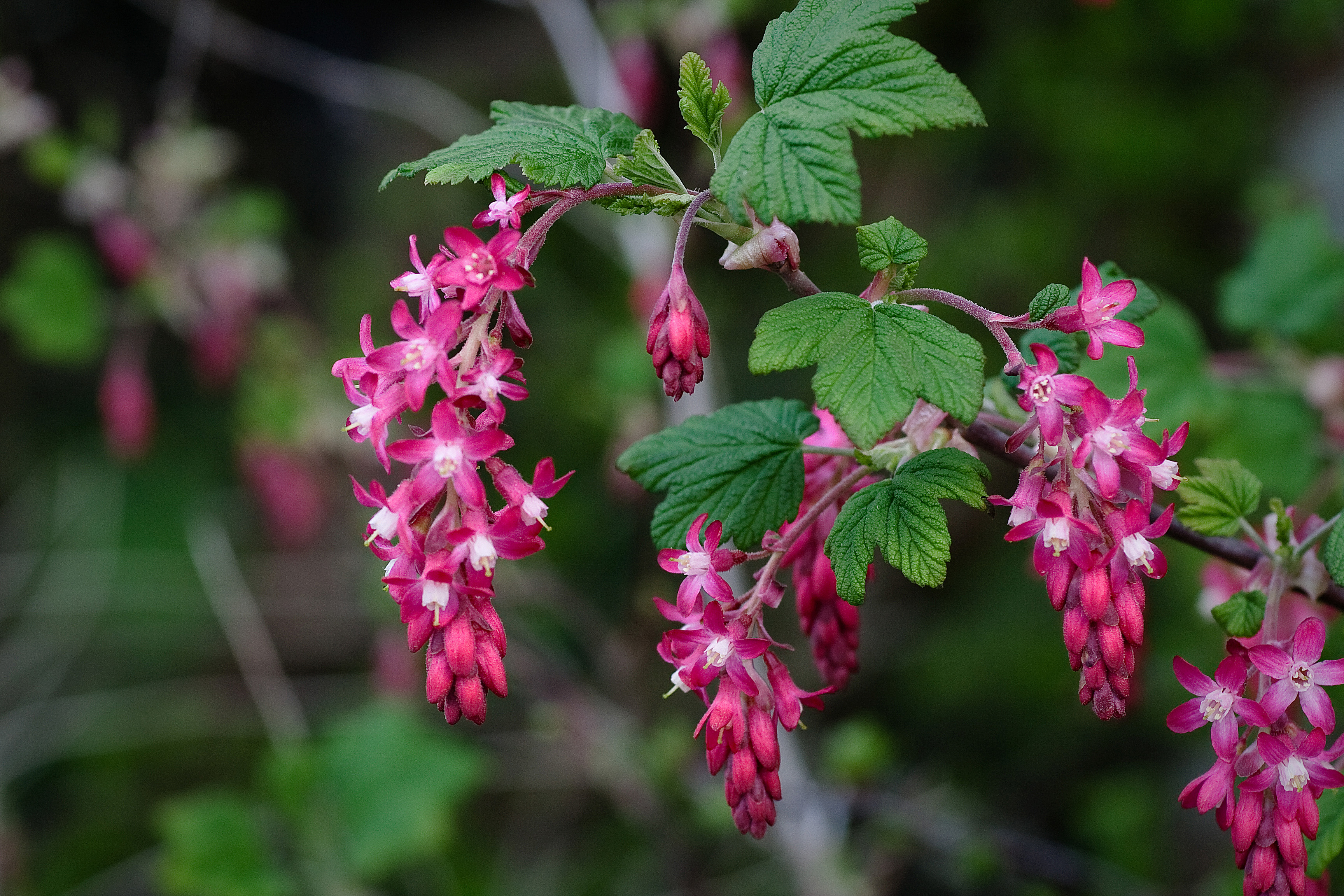 https://upload.wikimedia.org/wikipedia/commons/9/99/Pink_Flowering_Currant_closeup%2C_Ribes_sanguineum.jpg