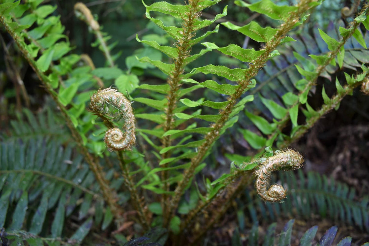 https://sparrowhawknativeplants.com/cdn/shop/products/Polystichum.munitum-youngfronds_NW-smaller_1200x1200.jpg?v=1624475420