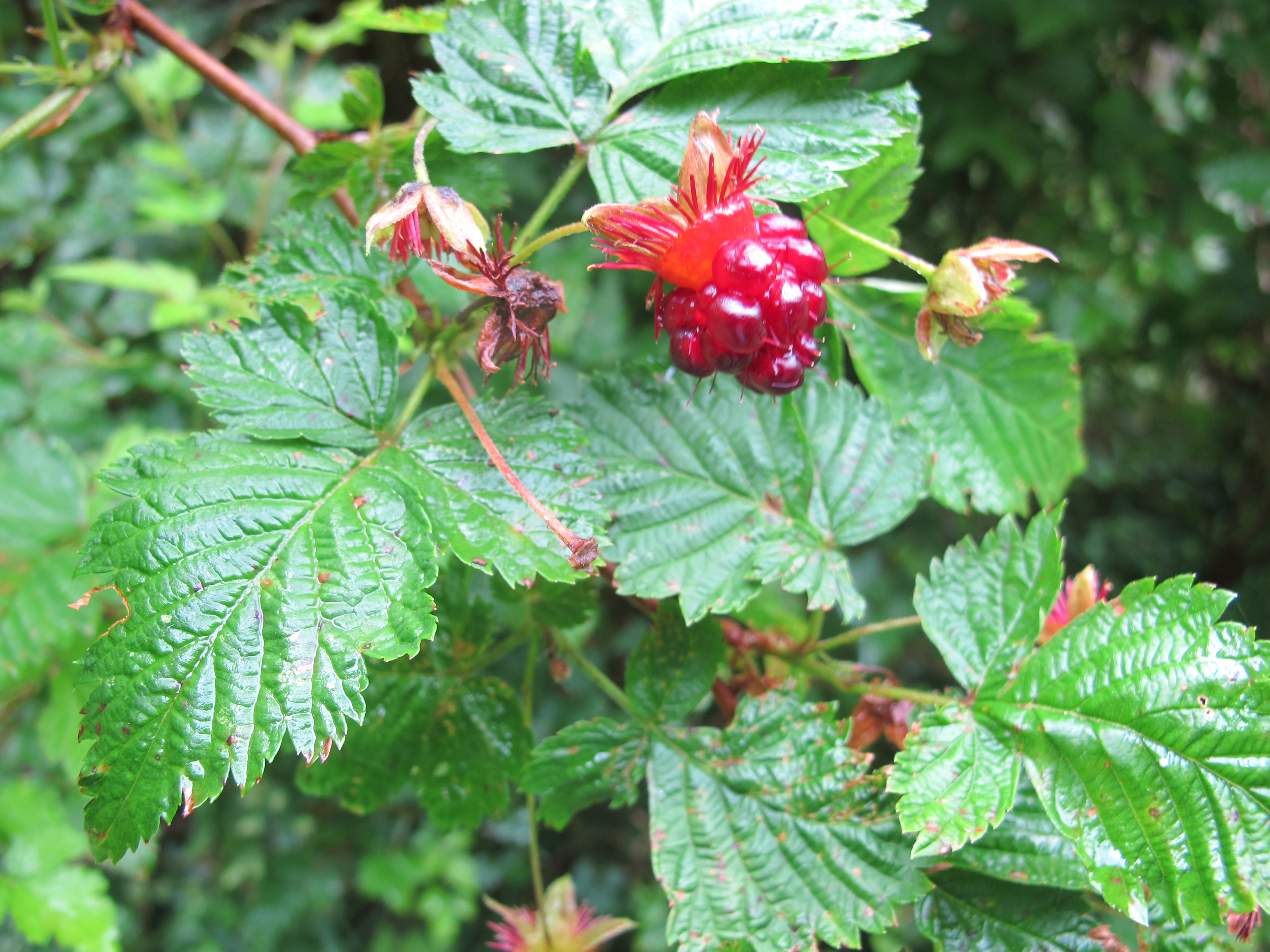 https://upload.wikimedia.org/wikipedia/commons/4/41/Salmonberry_with_leaves.jpg