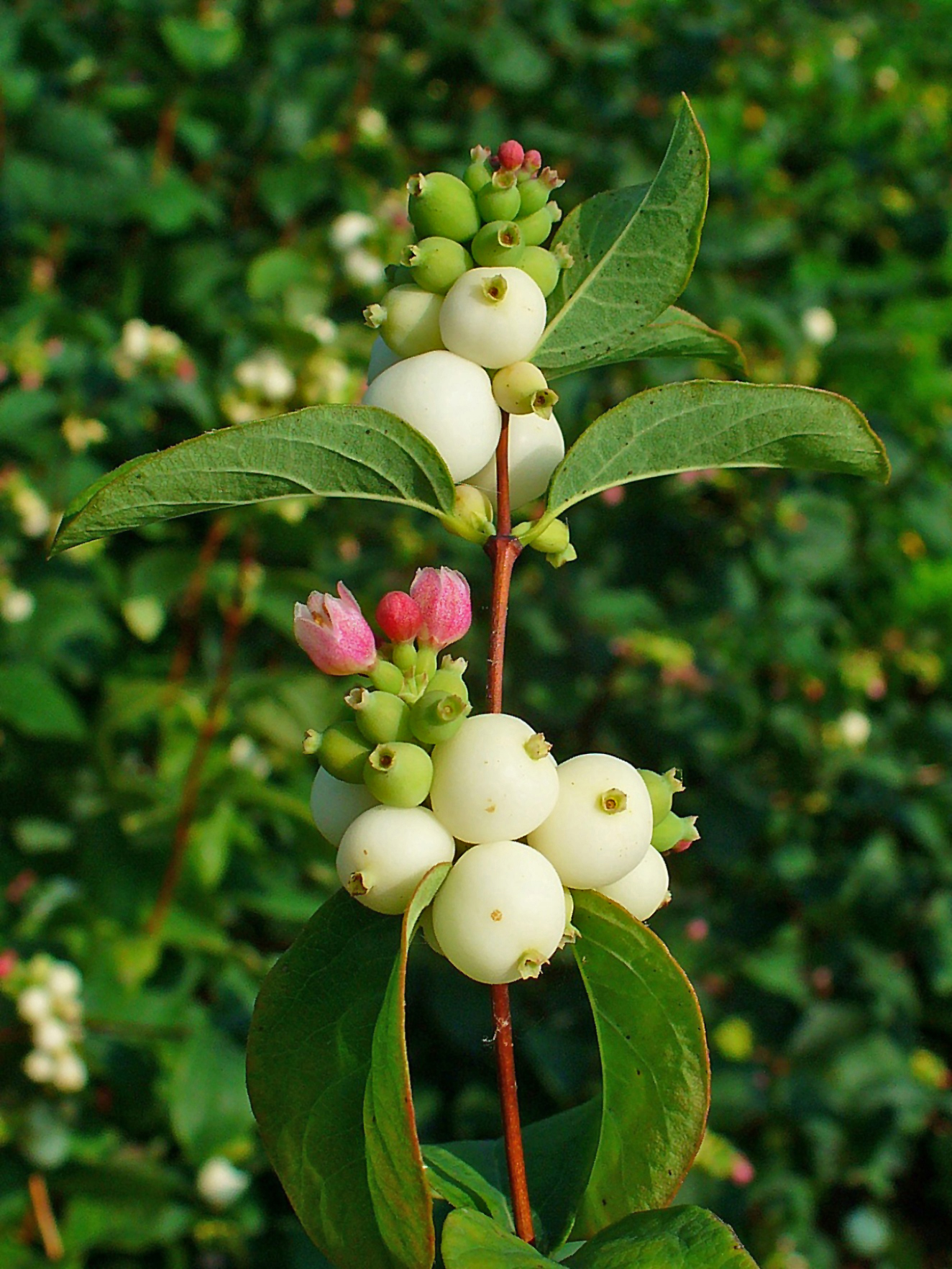https://upload.wikimedia.org/wikipedia/commons/6/65/Symphoricarpos_albus_003.JPG