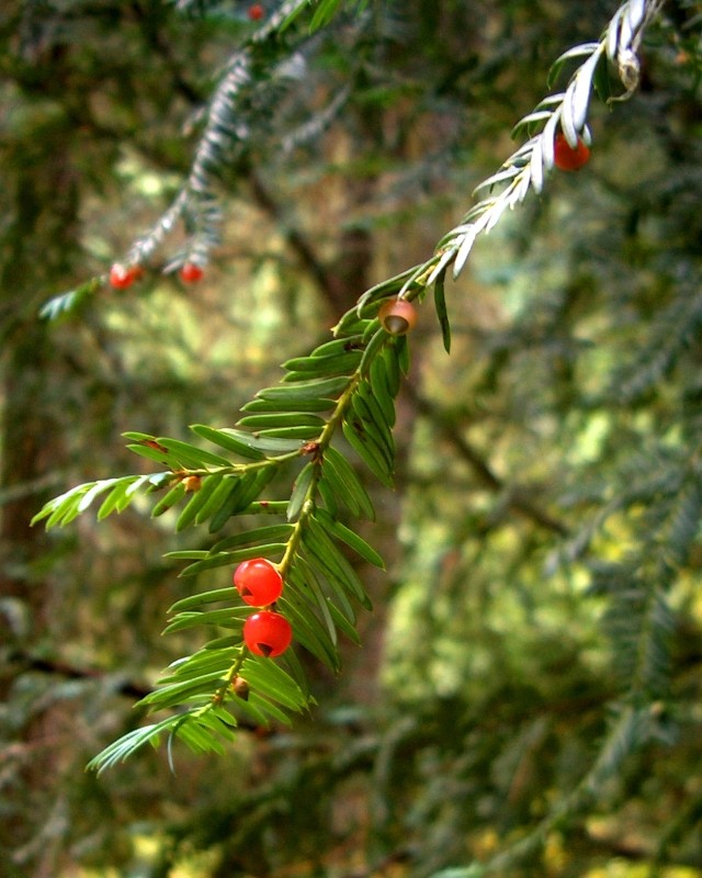 https://upload.wikimedia.org/wikipedia/commons/8/84/Taxus_brevifolia_Blue_Mts_WA.jpg