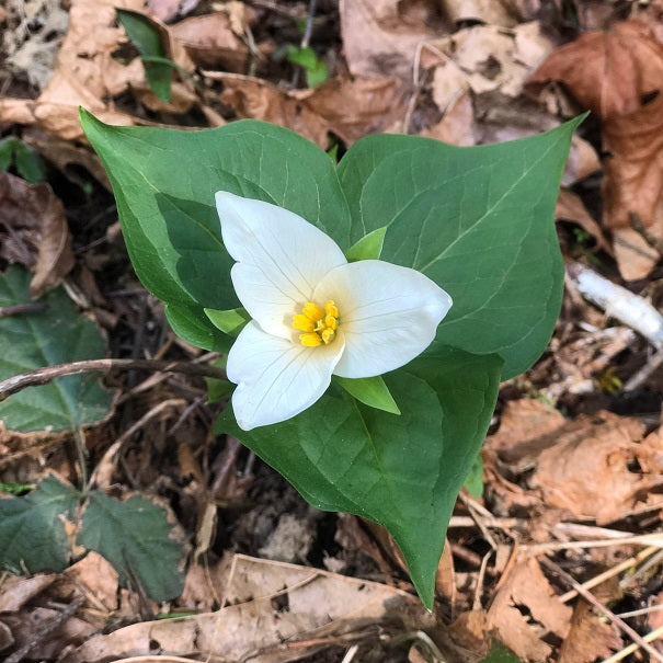 https://sparrowhawknativeplants.com/cdn/shop/products/Trillium.ovatum-flower_TL-smallerfilesize_605x.jpg?v=1566482825