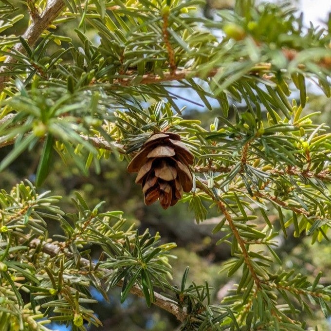 https://sparrowhawknativeplants.com/cdn/shop/files/Tsuga.heterophylla-conecloseup_iNat_680x.jpg?v=1750624601