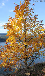 https://science.halleyhosting.com/nature/cascade/shrubs/maple/macrophyllum/macrophyllum11-08-2020b.jpg