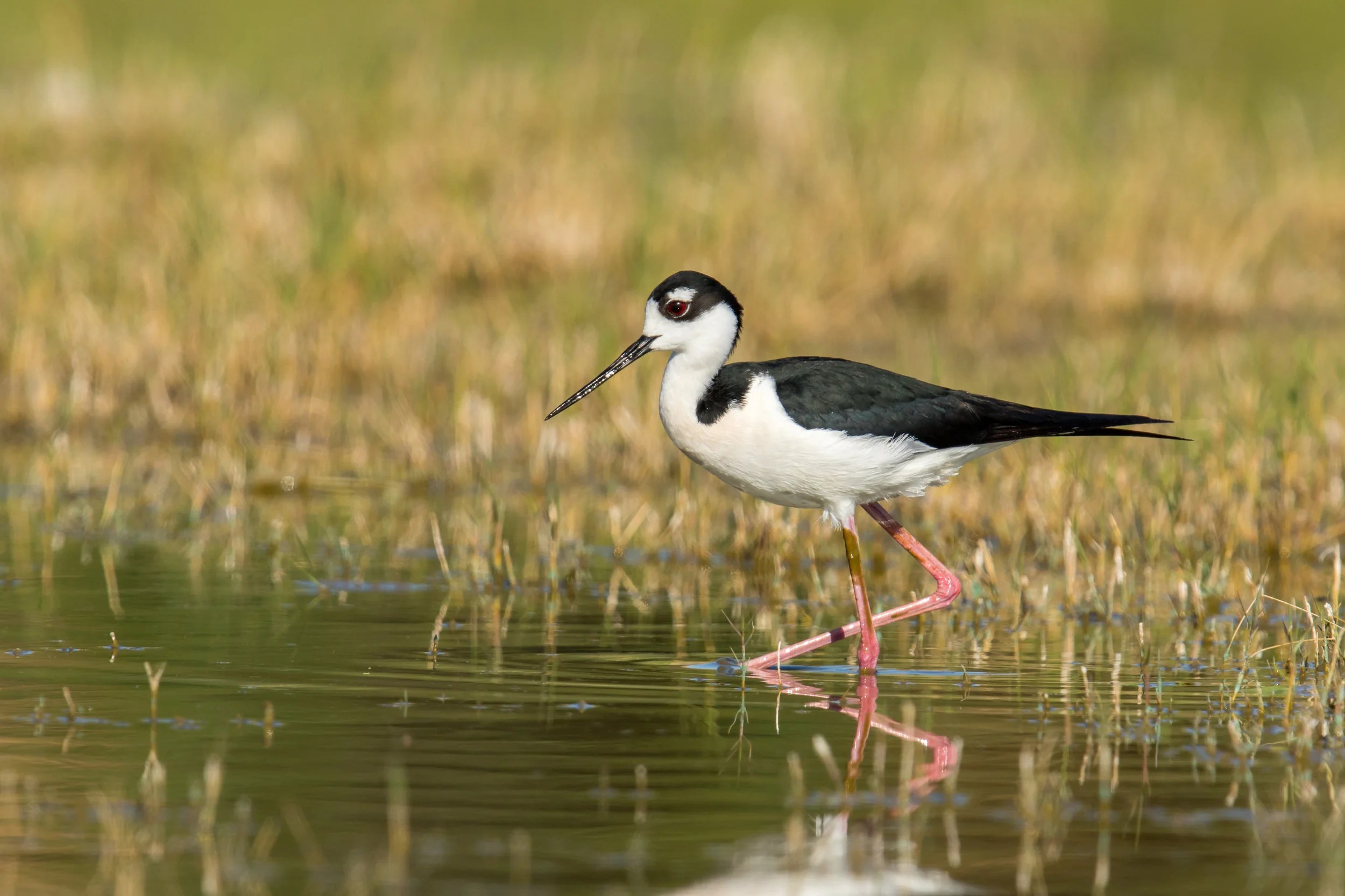 Gallery - Marsh Birds — Eastside Audubon Society