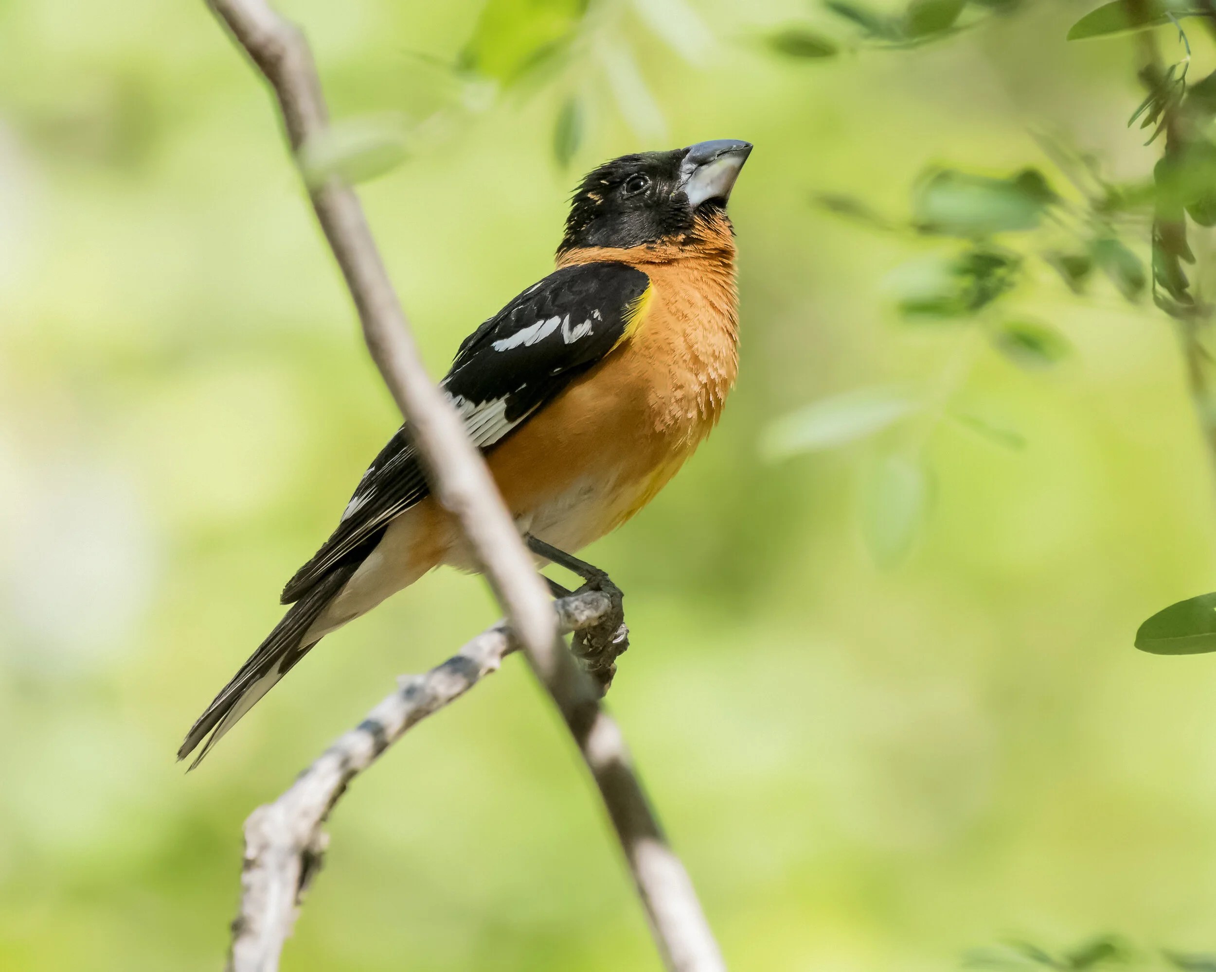 Meet the Black-headed Grosbeak — Sacramento Audubon Society