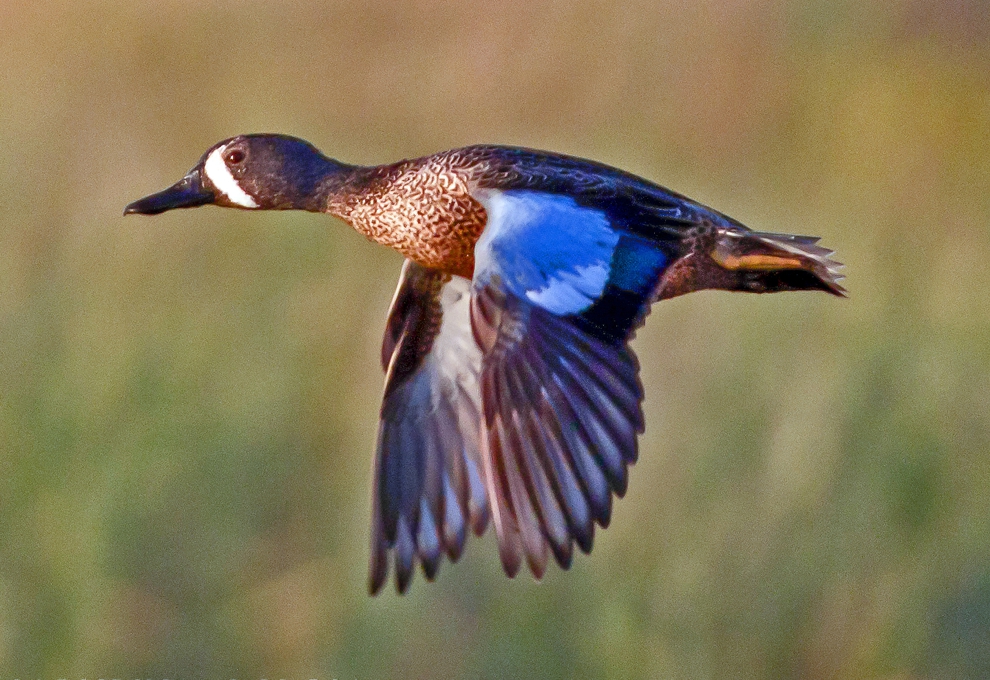 BLUE-WINGED TEAL
