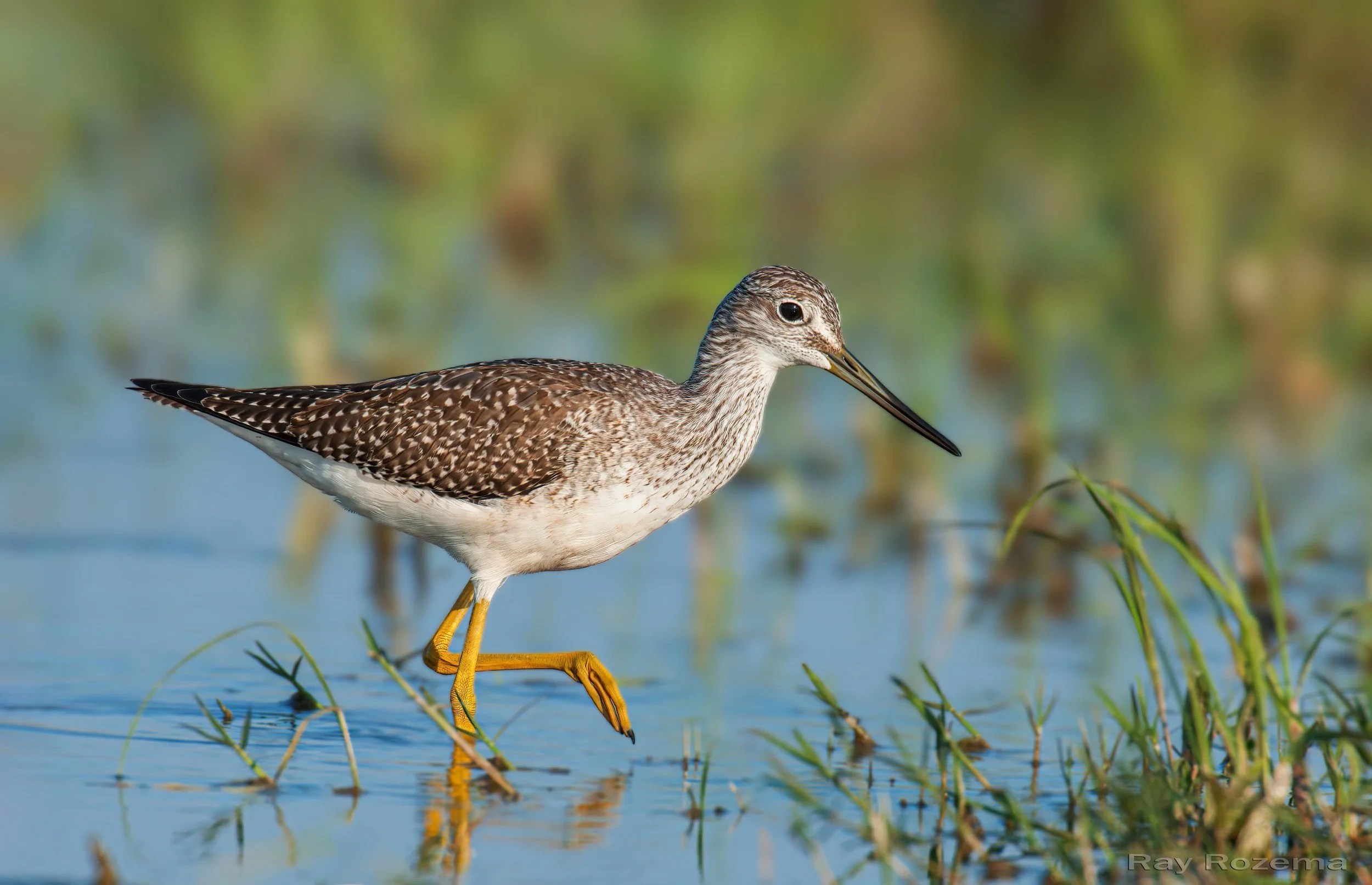 Meet the Greater Yellowlegs — Sacramento Audubon Society