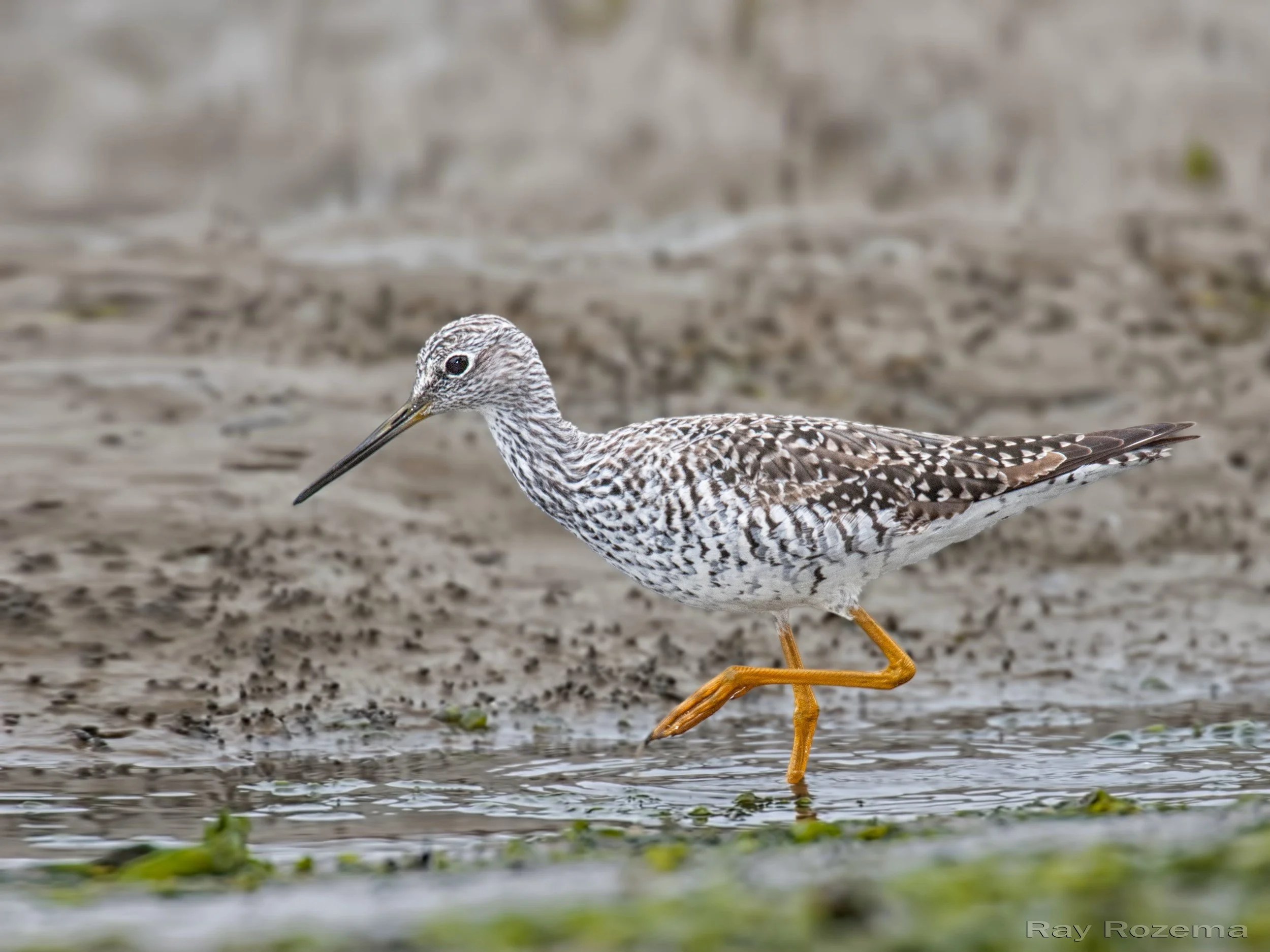 Meet the Greater Yellowlegs — Sacramento Audubon Society