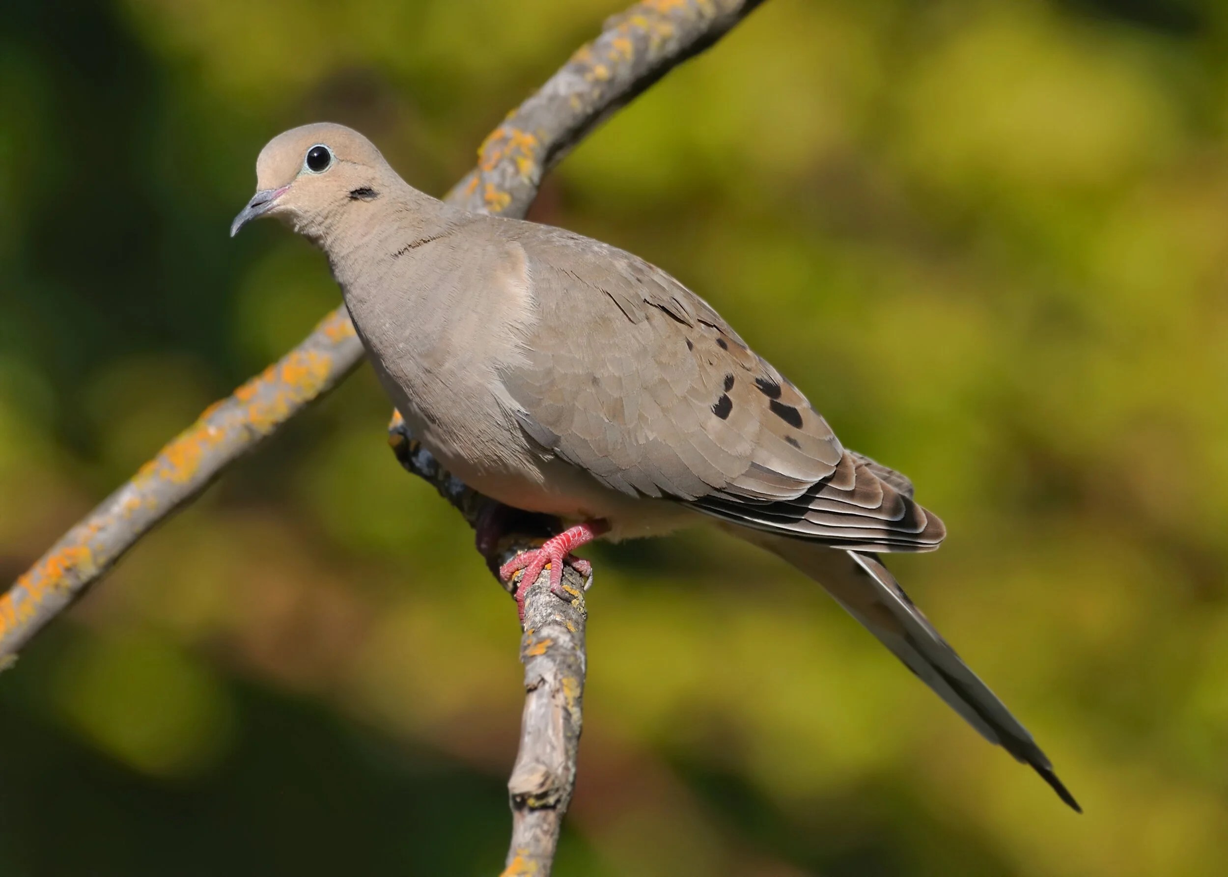 Mourning Dove Male