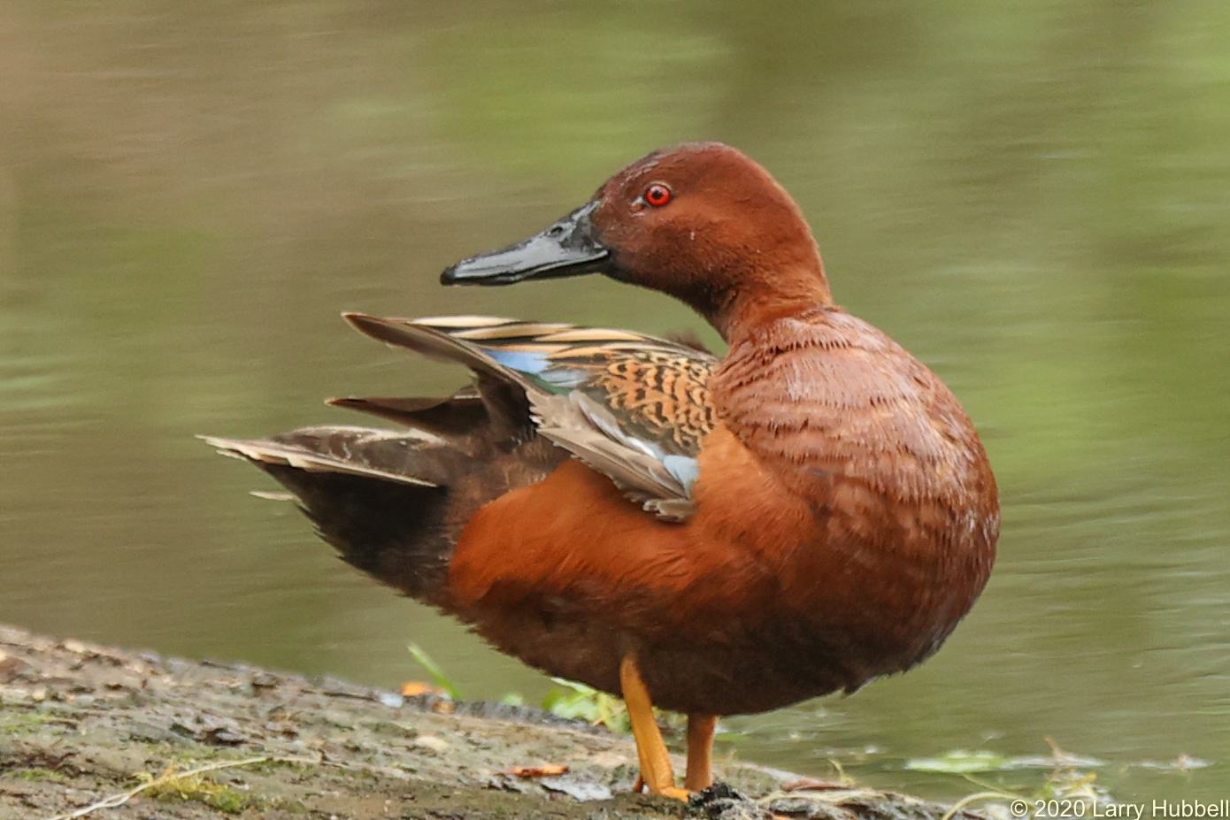 Laurelhurst Blog: All About Cinnamon Teals