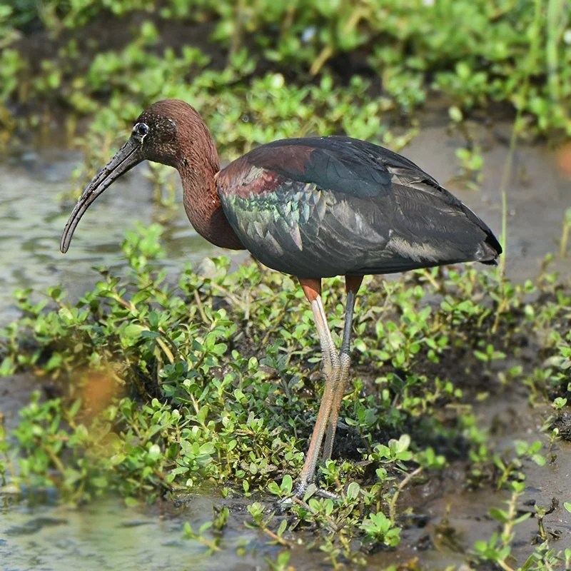 Glossy Ibis Walberswick