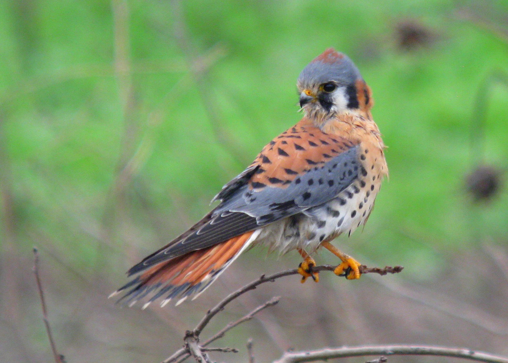Gallery of Birds — Sacramento Audubon Society