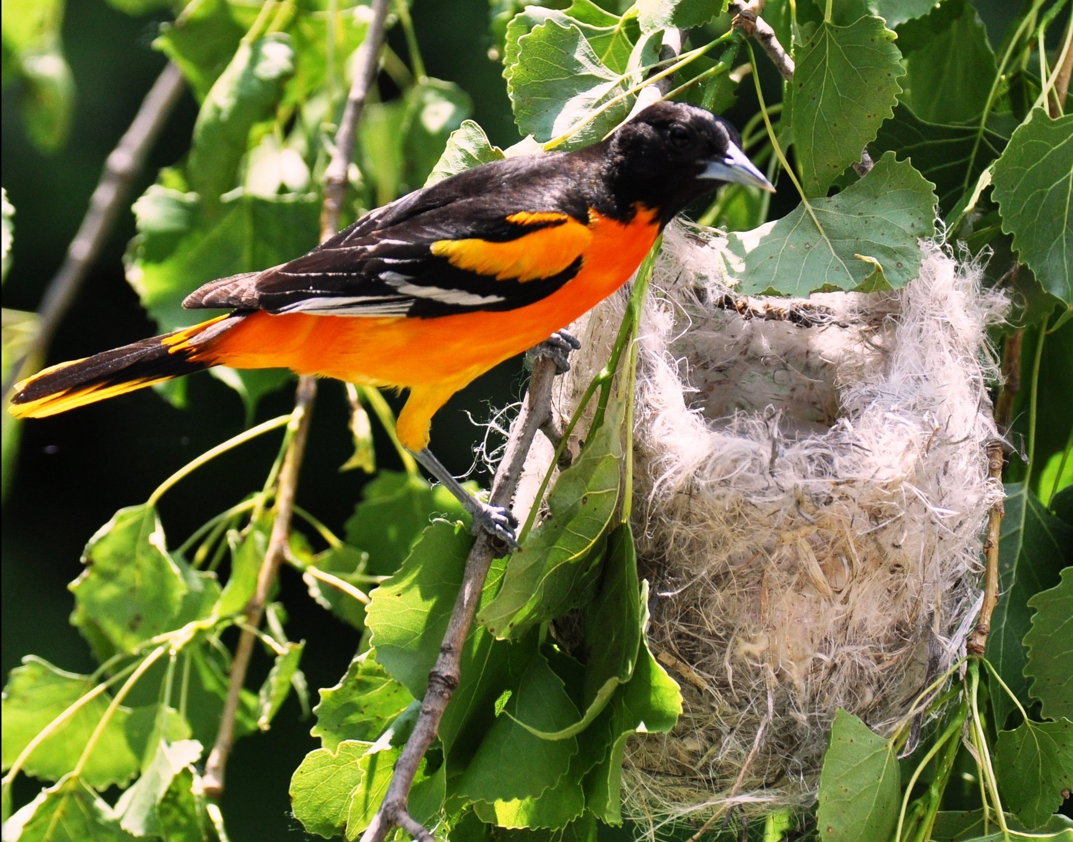 oriole-Male-at-nest
